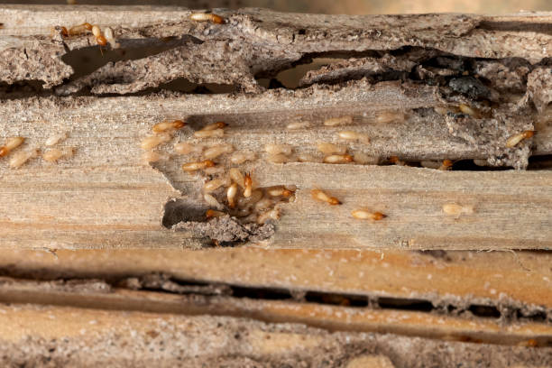 Best Best Pest Control Companies  in Coupeville, WA