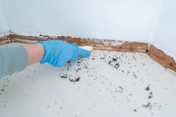 Best Termite Control Services  in Coupeville, WA